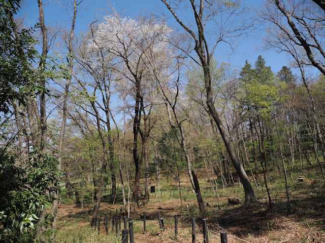 ギャラリー画像1