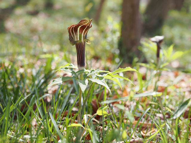 ギャラリー画像3